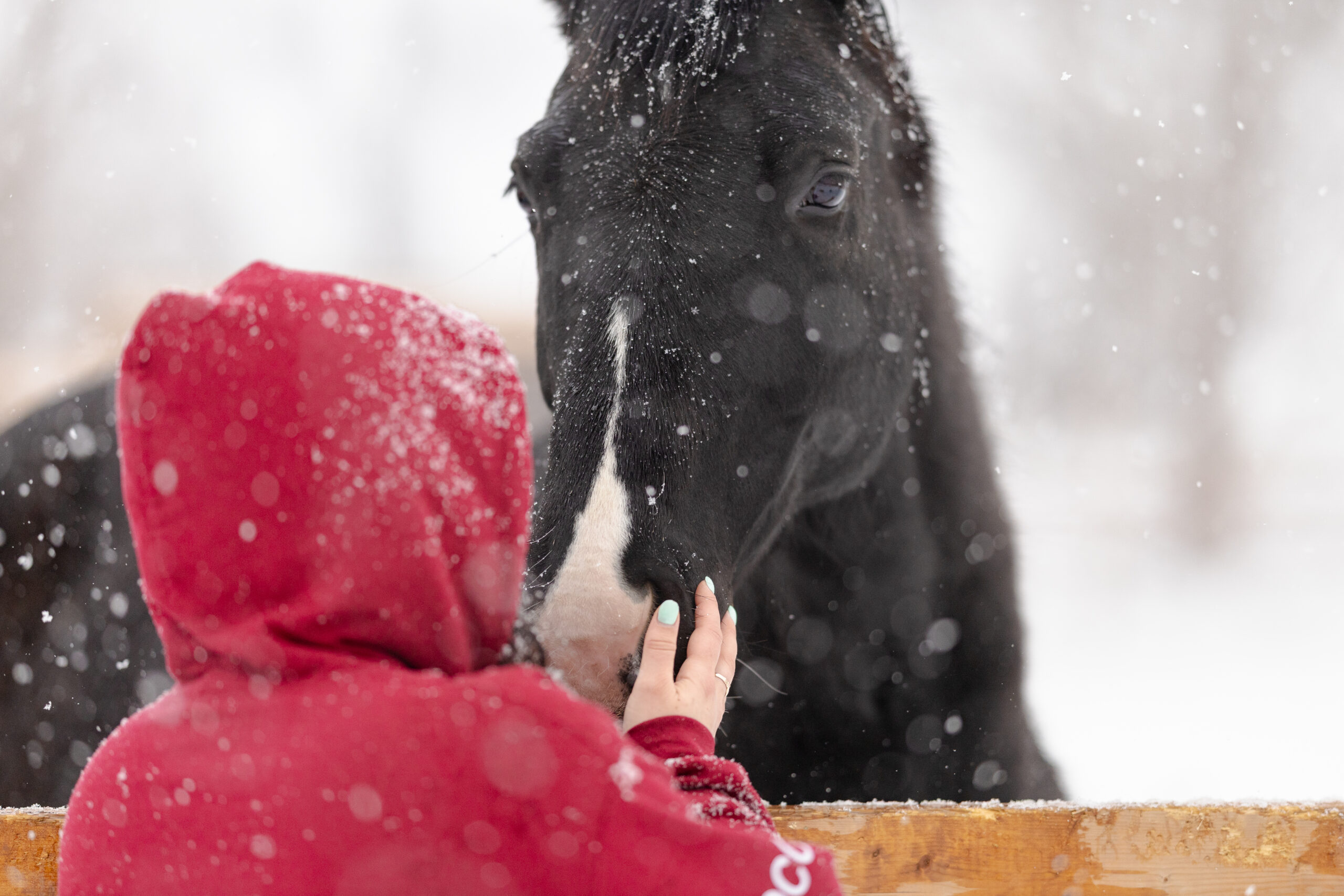 horse